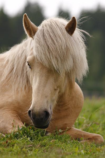Ljoska von Heidmoor (8).jpg